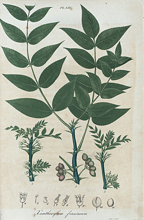 Xanthoxylum fraxineum. (Prickly ash).