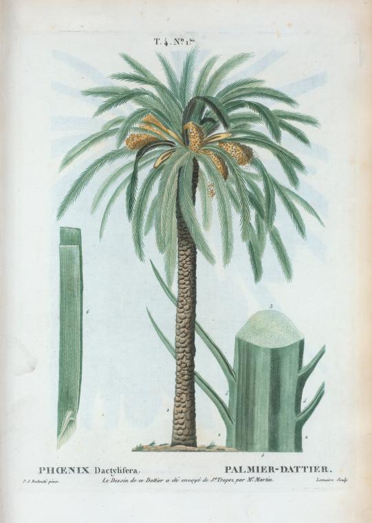 Phoenix Dactylifera = Palmier-Dattier. [Date palm]