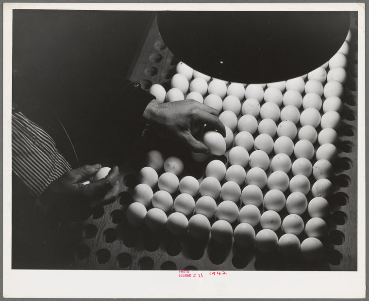 Petaluma, Sonoma County, California. Inspecting pedigreed eggs under a blue light to examine the texture and detect cracks. These eggs are produced for breeding purposes and worth at least one dollar each
