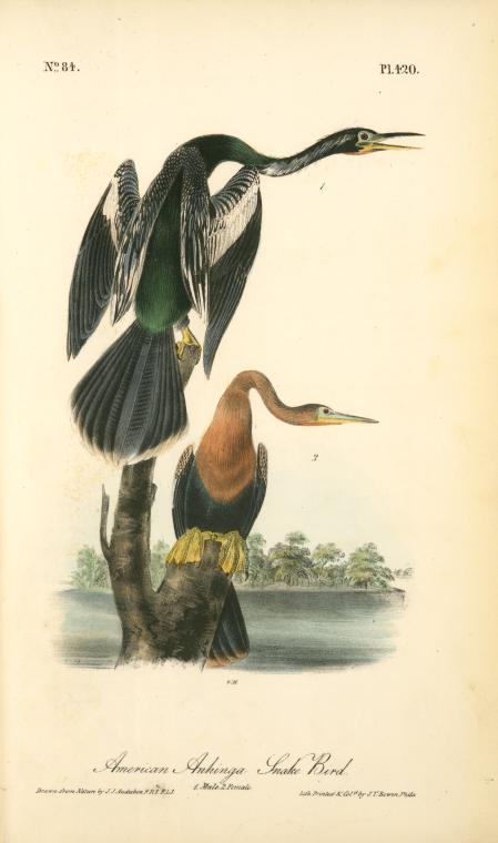 American Anhinga Snake Bird, 1. Male 2. Female