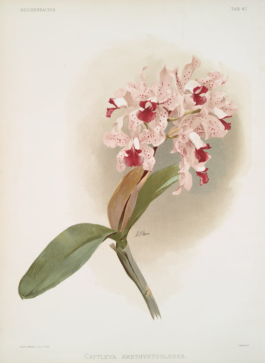 Cattleya amethystoglossa.