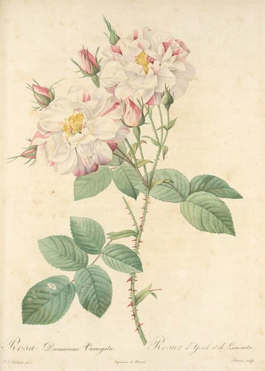 Rosa Damascena Variegata; Rosier d'Yorck et de Lancastre (syn)