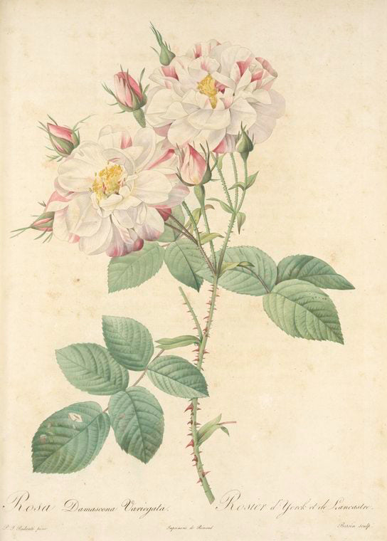 Rosa Damascena Variegata; Rosier d'Yorck et de Lancastre (syn)