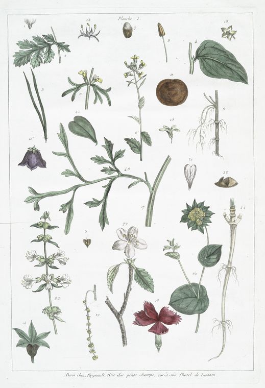 Aigrette (#1) - Verticillées, fleurs, feuilles (#82).