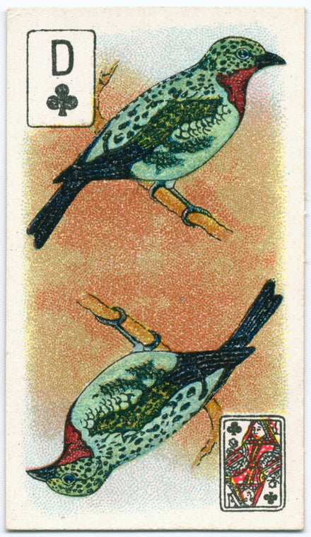 Birds of brilliant plummage.
