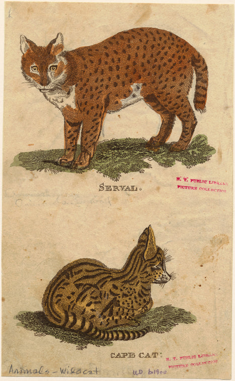 Serval ; Cape cat