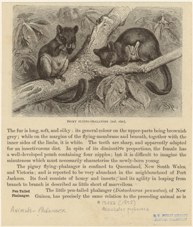 Pigmy flying-phalanger