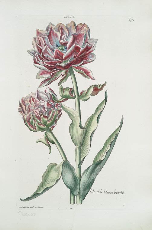 Tvlipa V = Double blanc bordé. [Tulip V ; Pink tulip with double white border]