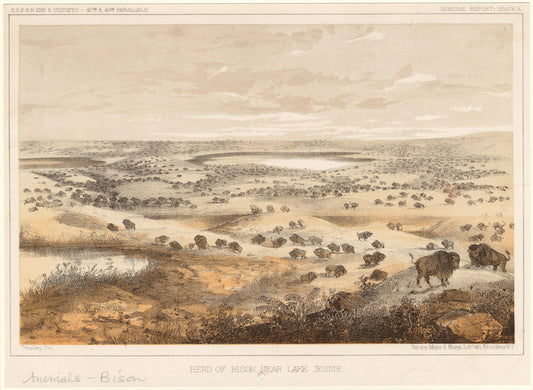 Herd of bison, near Lake Jessie