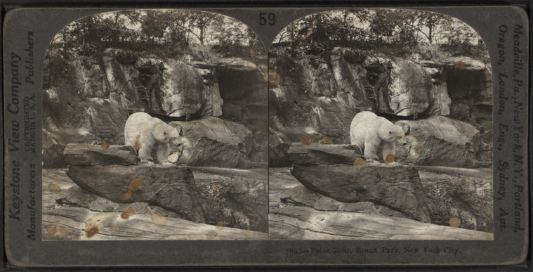 Polar bear, Bronx Park, New York City.