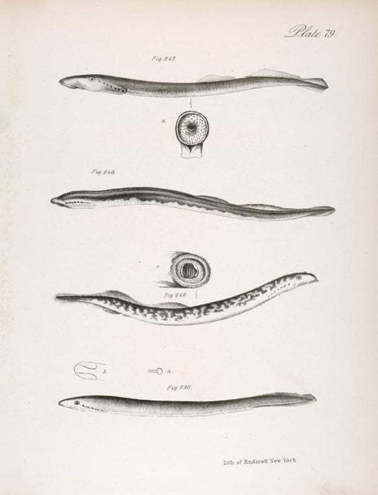 247. Bluish Sea Lamprey (Petromyzon nigricana). 248. Colored Mud Lamprey (Ammocoetes bicolor). 249. Variegated Lamprey (Petromyzon lamottenii). 250. Plain Mud Lamprey (Ammocoetes unicolor). a. Nostril. b. Under side of the mouth.
