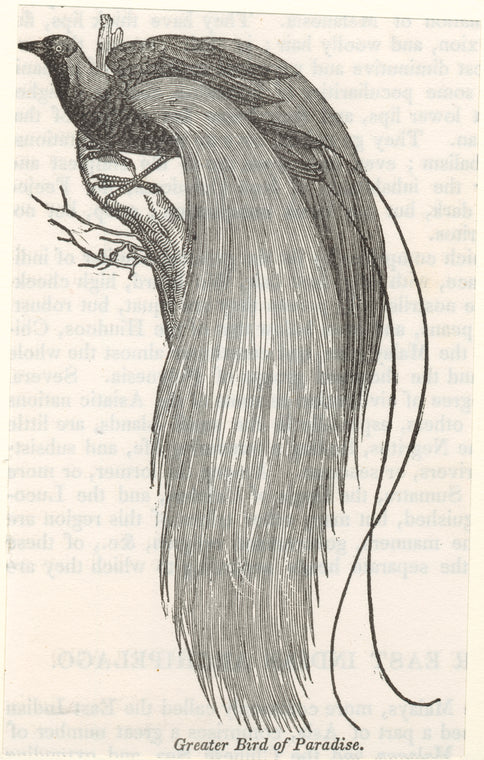 Greater bird of paradise