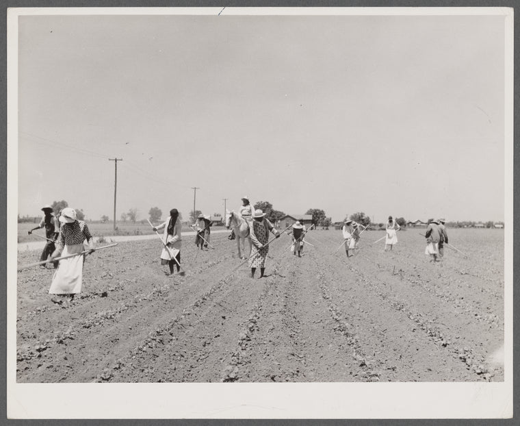 Cotton chopping on Mississippi Delta land near Clarksdale, Mississippi.