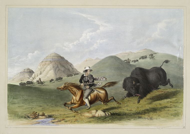 Buffalo hunt. Chasing back.