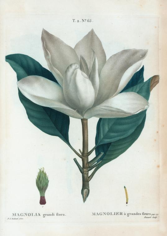 Magnolia grandi flora = Magnolier a grandes fleurs.