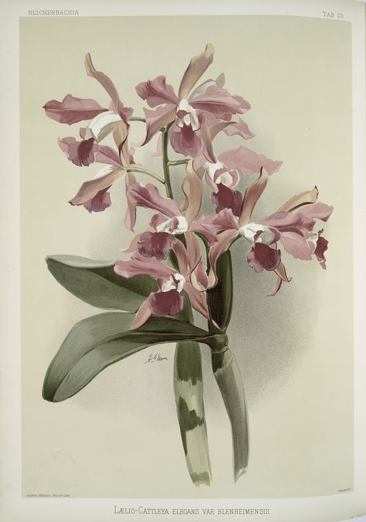Lælio-cattleya elegans var blenheimensis.