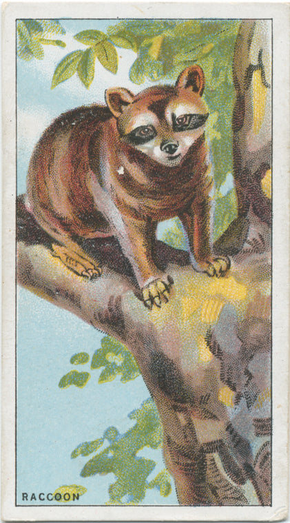 Raccoon.