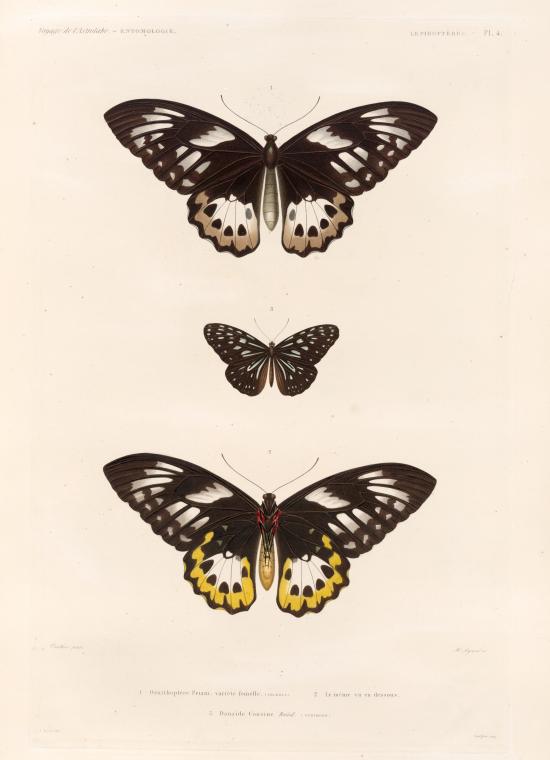 Lepidoptéres: 1. Ornithoptètr priam. variété femelle. (Célèves.); 2. Le même vu en dessous; 3. Danaïde cousine. Boisd. (Vanikoro.).