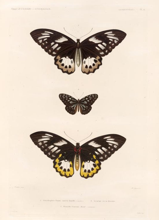 Lepidoptéres: 1. Ornithoptètr priam. variété femelle. (Célèves.); 2. Le même vu en dessous; 3. Danaïde cousine. Boisd. (Vanikoro.).