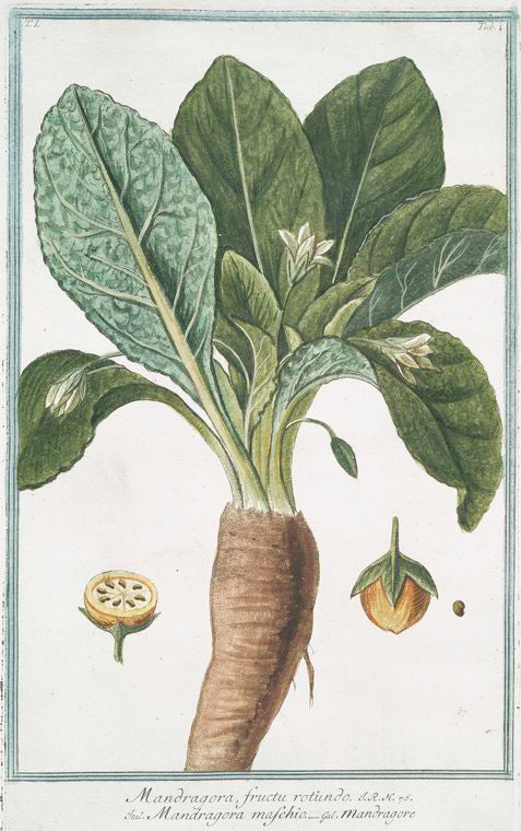 Mandragora fructu rotundo = Mandragora maschio - Mandragore. [Mandrake or Satan's apple]