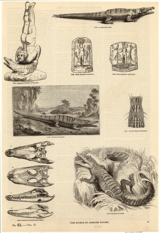 The museum of animated nature