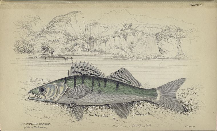 Lucioperca sandra ( Falls of Montmorenci).