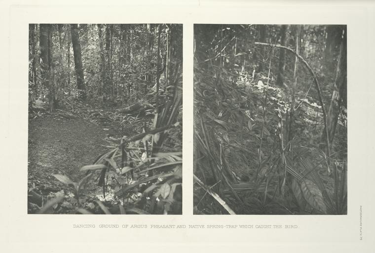 Dancing ground of Argus Pheasant and native spring-trap which caught the bird.