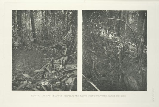 Dancing ground of Argus Pheasant and native spring-trap which caught the bird.