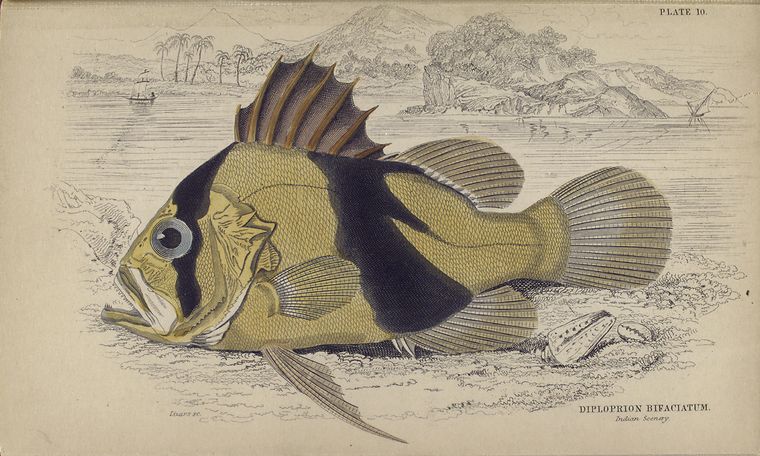 Diploprion bifaciatum (Indian scenery).