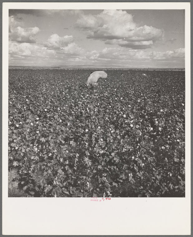 Migratory field workers picking cotton in the San Joaquin Valley, California. Negroes, Mexicans, and refugee whites pick cotton together in this field. These pickers are being paid seventy-five cents per one hundred pounds of picked cotton