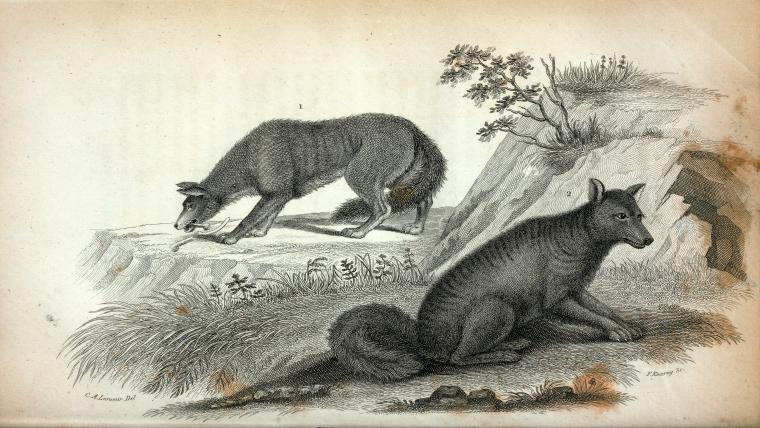 1. Red Fox; 2. Barking Wolf.