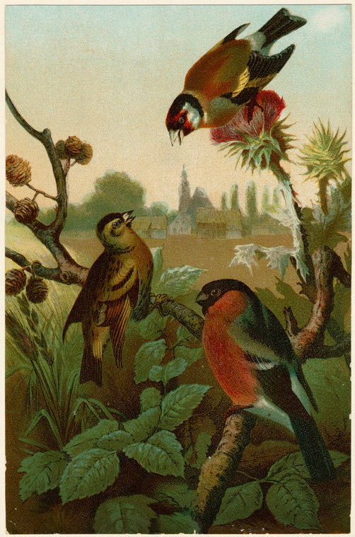 Rose-breasted grosbeak