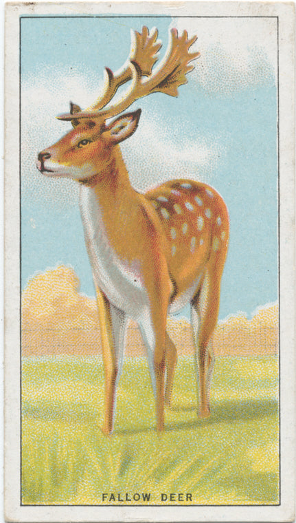 Fallow Deer.