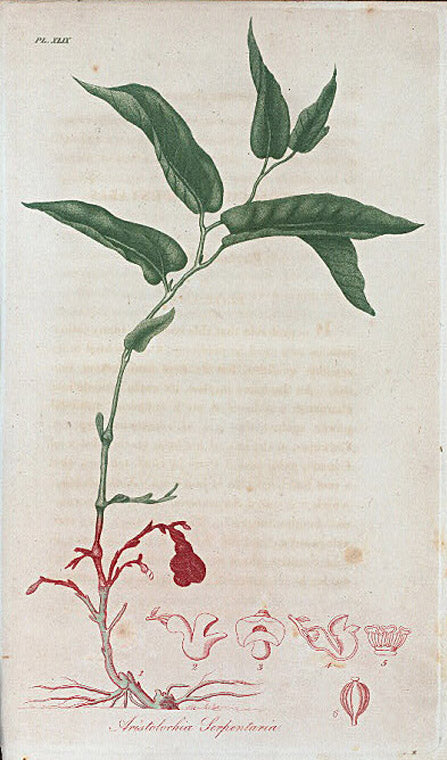 Aristolochia serpentaria. (Virginia snakeroot).