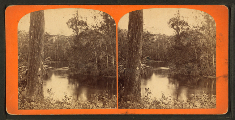 View of swamp along Oklawaha River, Fla.