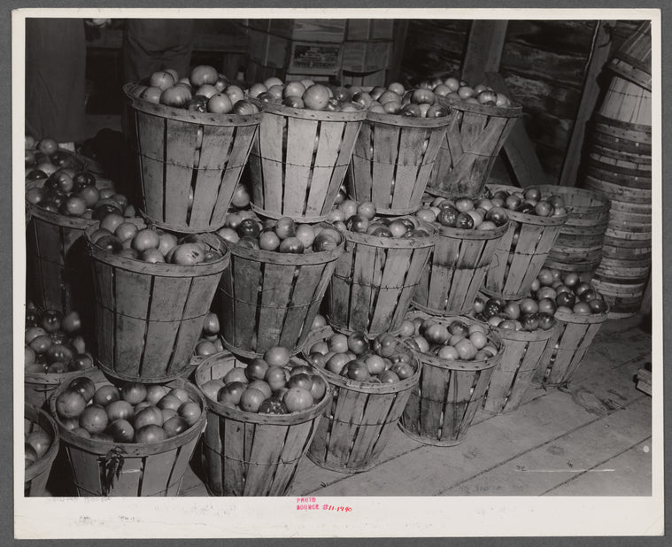 Baskets of green tomatoes at a farm near Westover, Maryland.