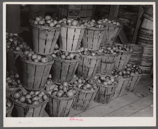Baskets of green tomatoes at a farm near Westover, Maryland.