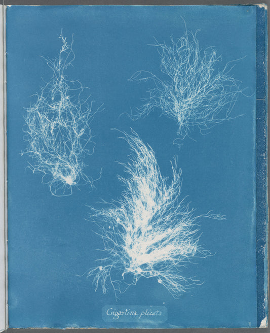 Gigartina plicata
