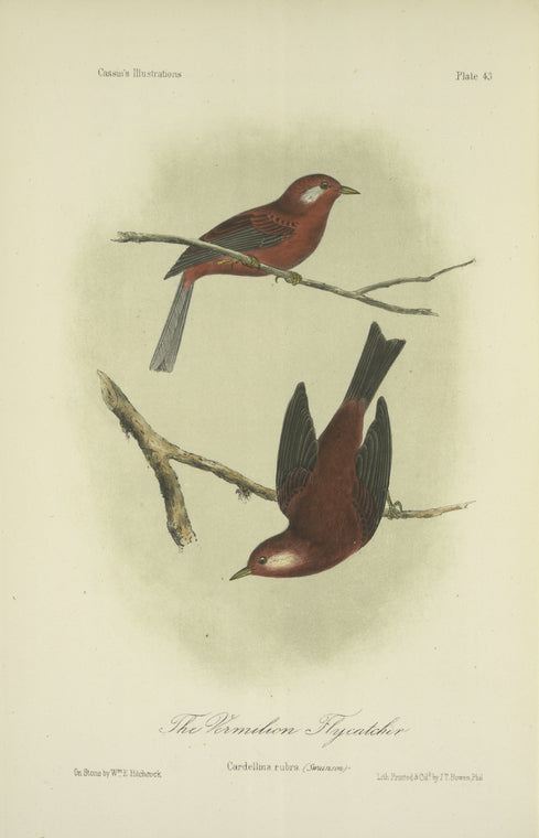 The Vermilion Flycatcher (Cardellina rubra).