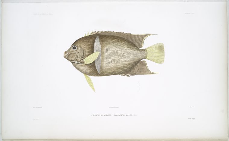 L'Holacanthe moineau, Holacanthus passer.
