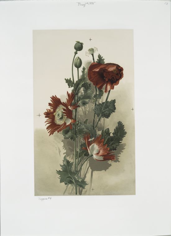 Poppies.