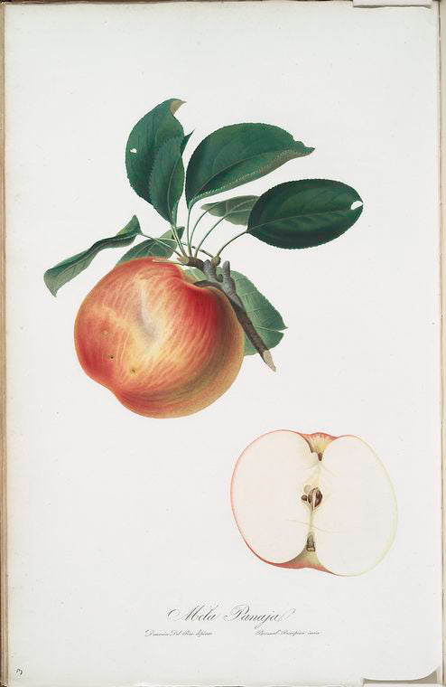 Mela panaja. [Mela panaia o, Mela flagellata ; Apple]