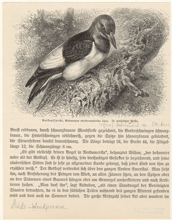 Rotkopfspecht, Melanerpes erythrocephalus Linn