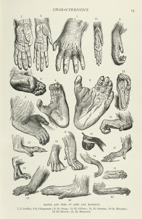 Hands and Feet of Apes and Monkeys.