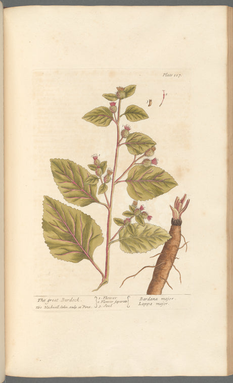 The great burdock