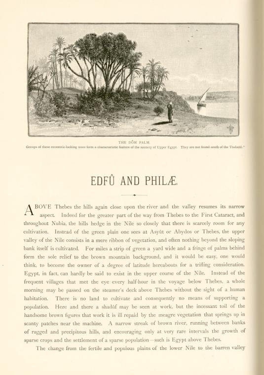 The Dôm palm.  Groups of these eccentric-looking trees form a characteristic feature of the scenery of upper Egypt.  They are not found south of the Thebaïd.