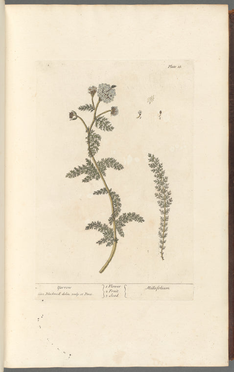 Yarrow