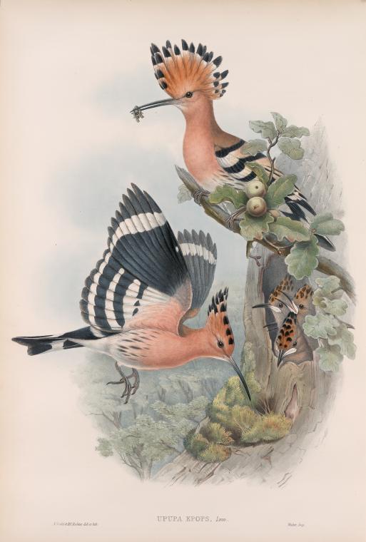Upupa epops. Hoopoe.