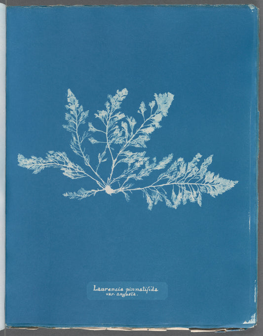 Laurencia pinnatifida var. angusta