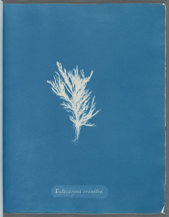 Ectocarpus crinitus